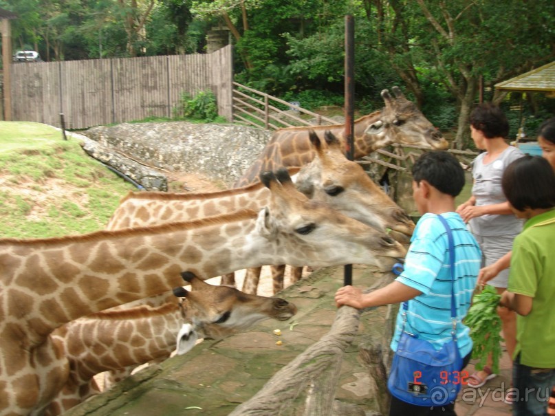 "Паттайская" осень 2013