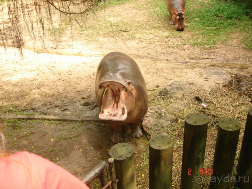 "Паттайская" осень 2013