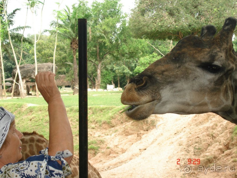 "Паттайская" осень 2013