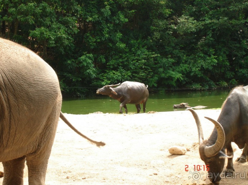 "Паттайская" осень 2013