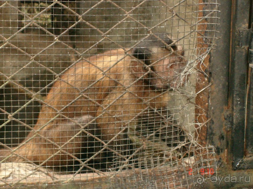 "Паттайская" осень 2013