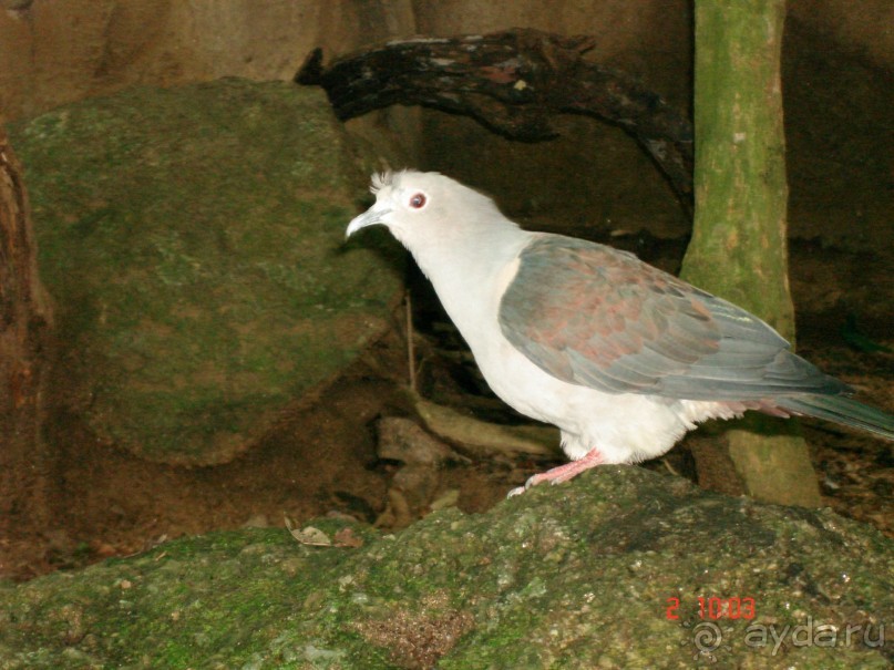 "Паттайская" осень 2013