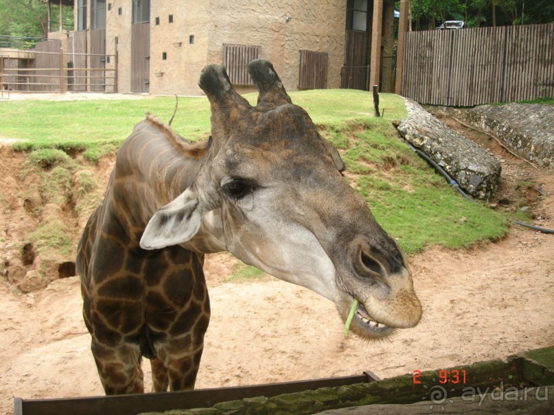 "Паттайская" осень 2013