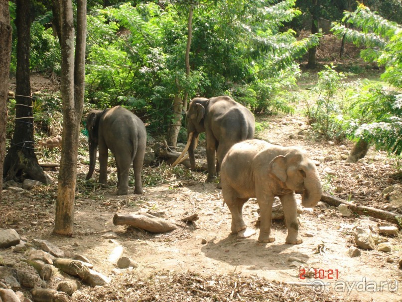 "Паттайская" осень 2013