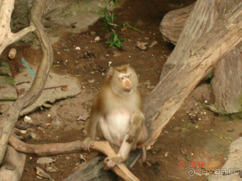 "Паттайская" осень 2013