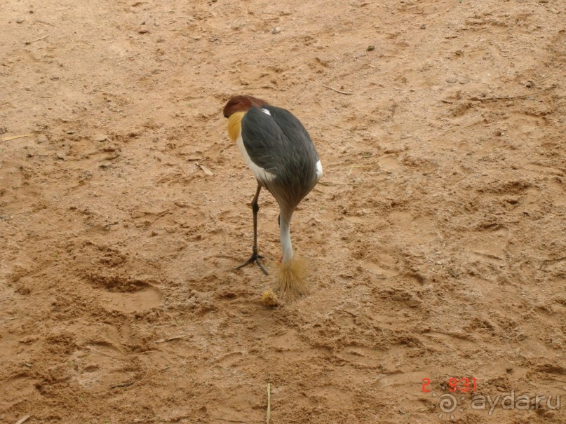 "Паттайская" осень 2013