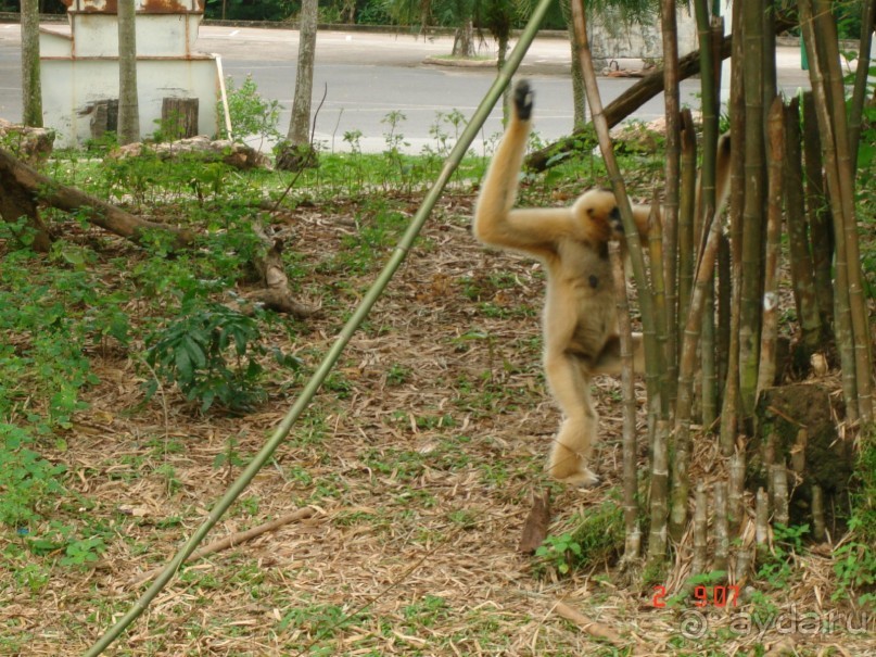 "Паттайская" осень 2013