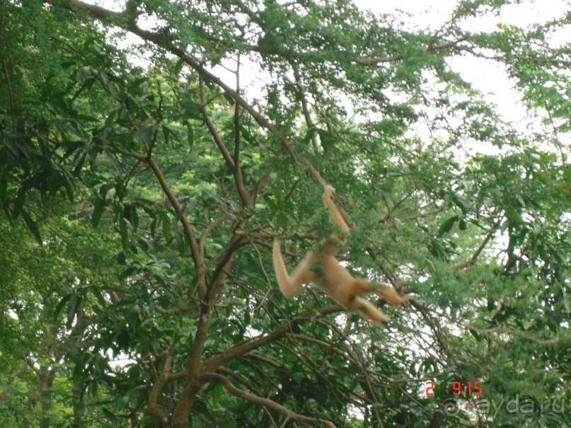 "Паттайская" осень 2013