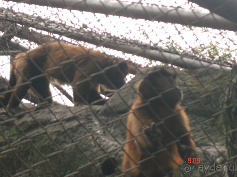 "Паттайская" осень 2013