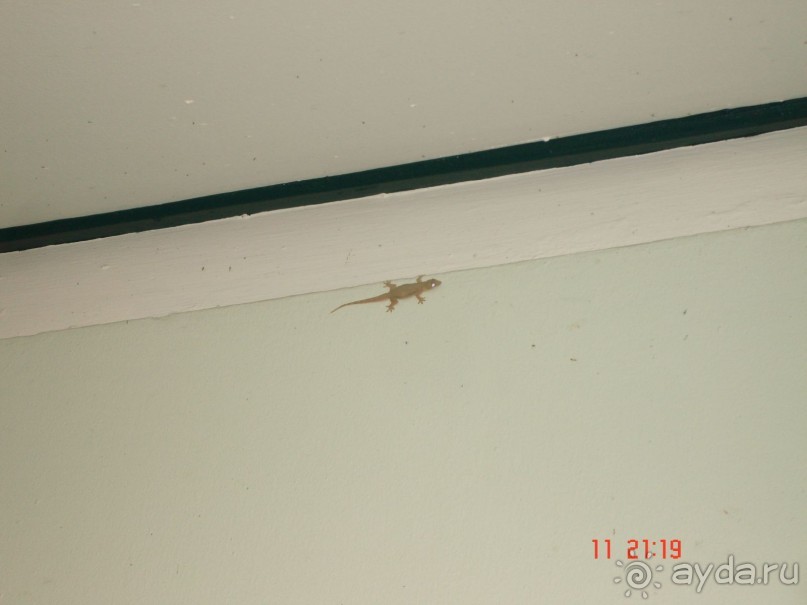 Альбом отзыва ""Паттайская" осень 2013"