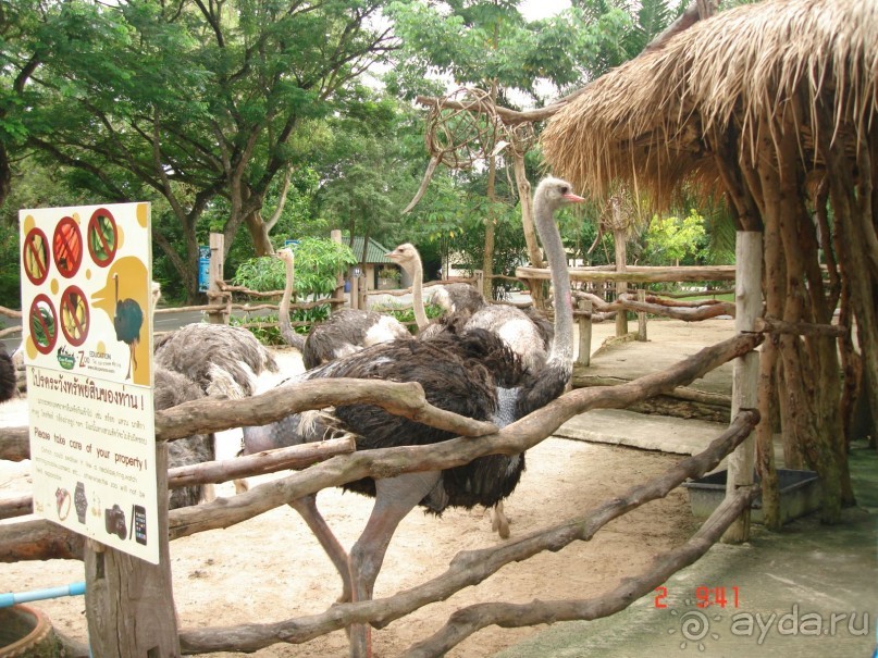 "Паттайская" осень 2013