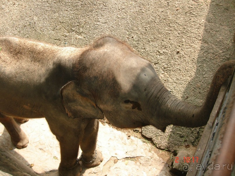 "Паттайская" осень 2013