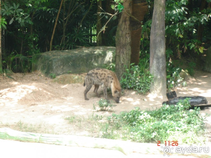 "Паттайская" осень 2013