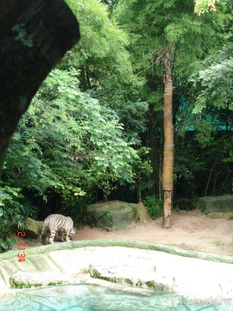 "Паттайская" осень 2013