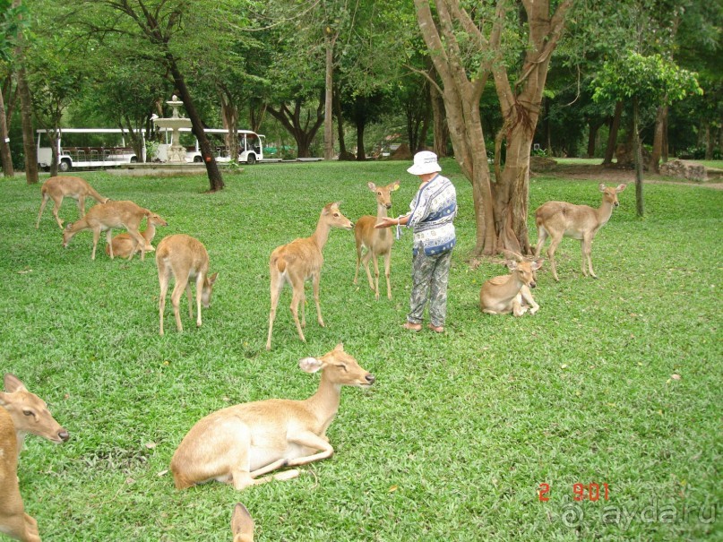 "Паттайская" осень 2013