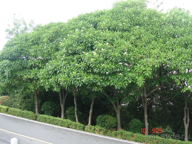 "Паттайская" осень 2013