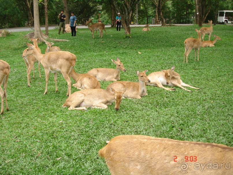 "Паттайская" осень 2013