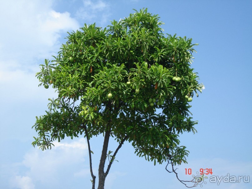 "Паттайская" осень 2013