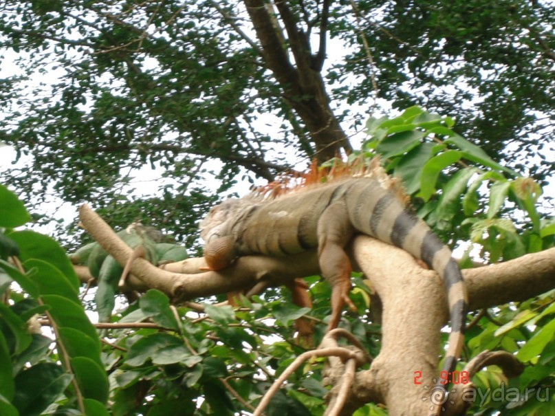 "Паттайская" осень 2013