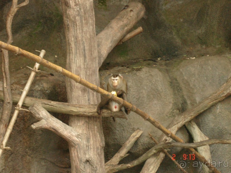 "Паттайская" осень 2013