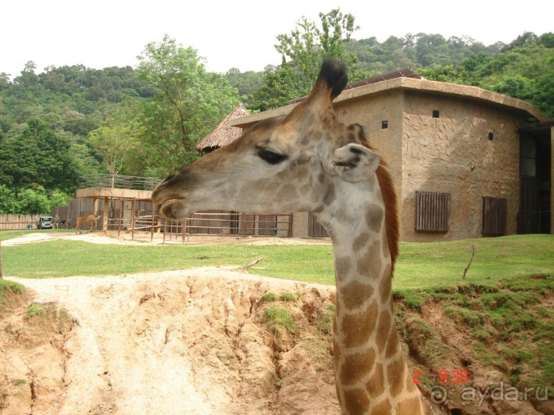 "Паттайская" осень 2013