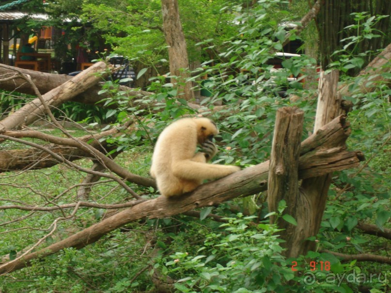 "Паттайская" осень 2013