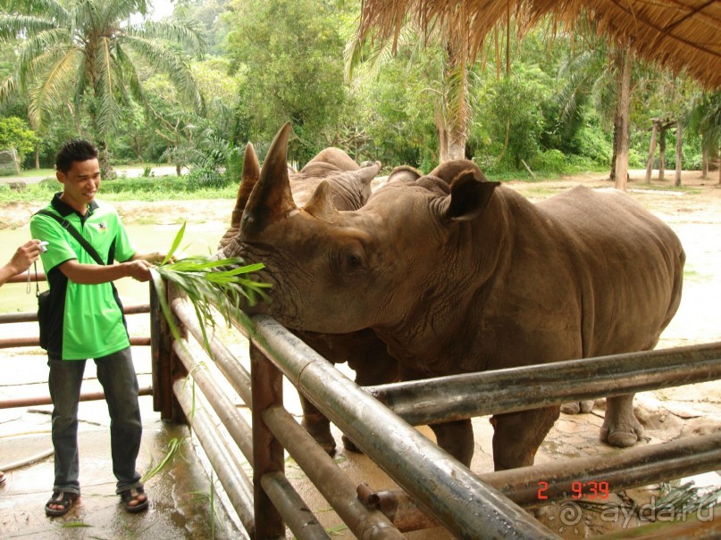 "Паттайская" осень 2013