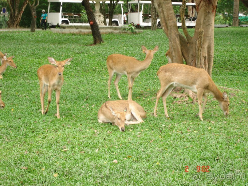 "Паттайская" осень 2013
