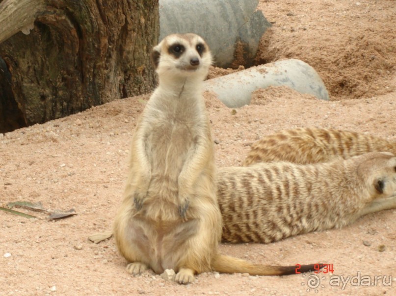 "Паттайская" осень 2013