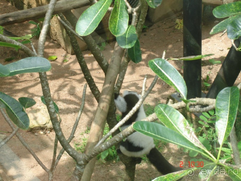 "Паттайская" осень 2013