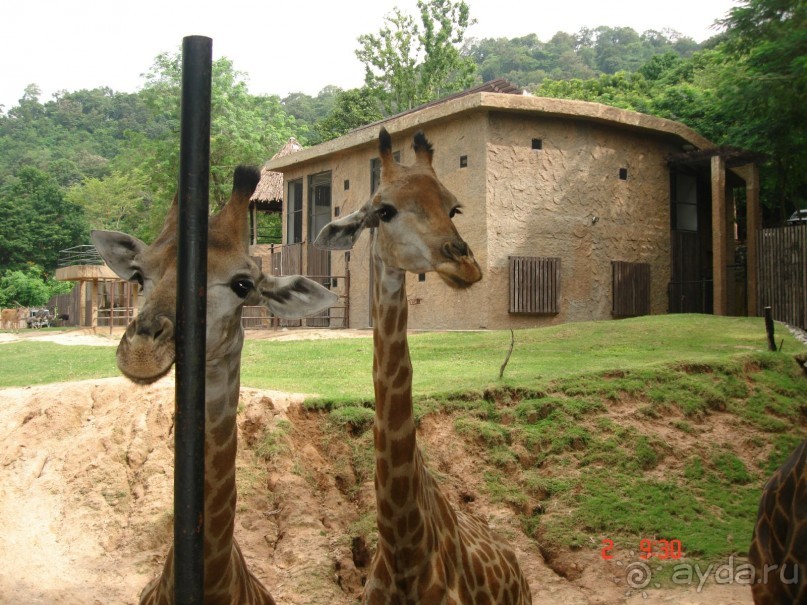 "Паттайская" осень 2013