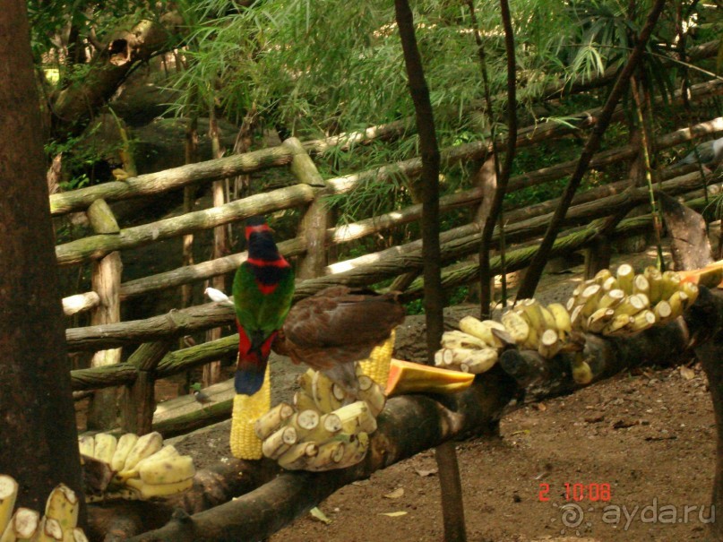 "Паттайская" осень 2013