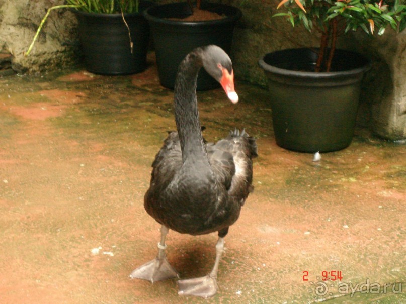 "Паттайская" осень 2013