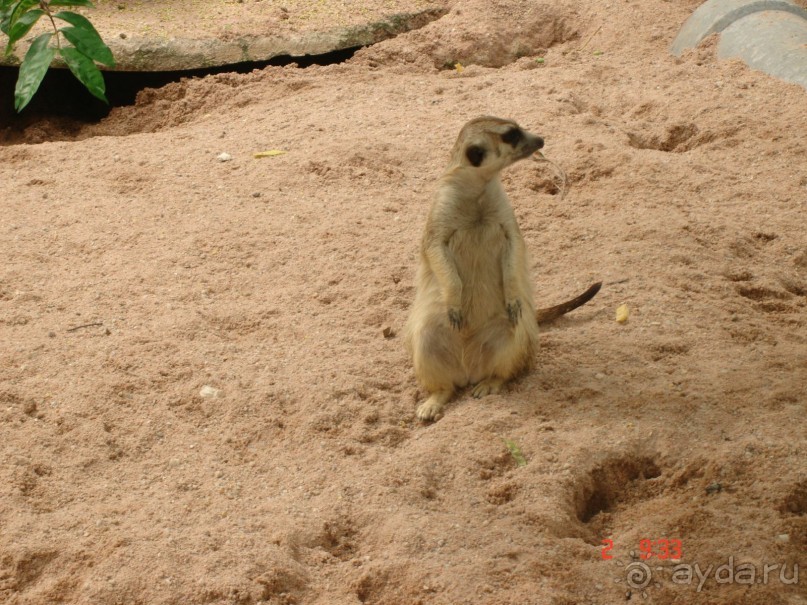 "Паттайская" осень 2013