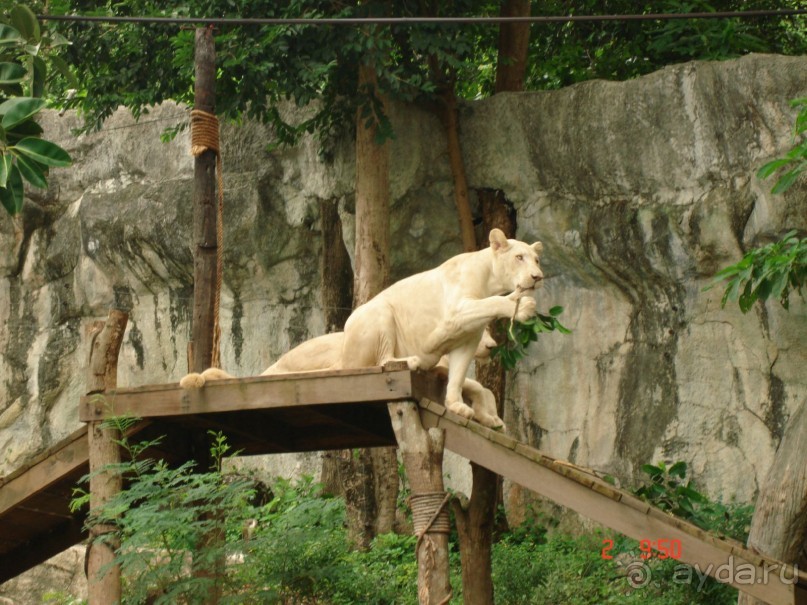 "Паттайская" осень 2013