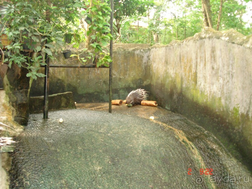 "Паттайская" осень 2013