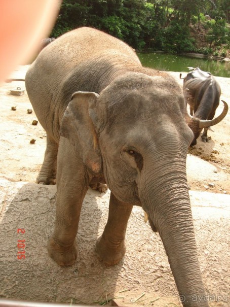 "Паттайская" осень 2013