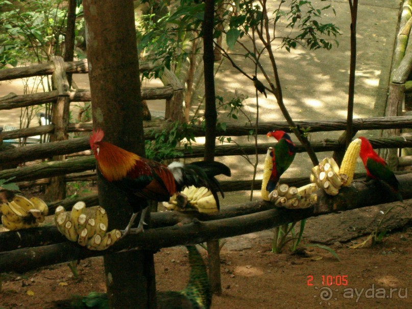 "Паттайская" осень 2013