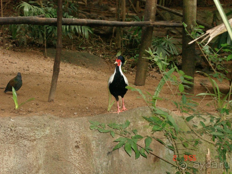 "Паттайская" осень 2013