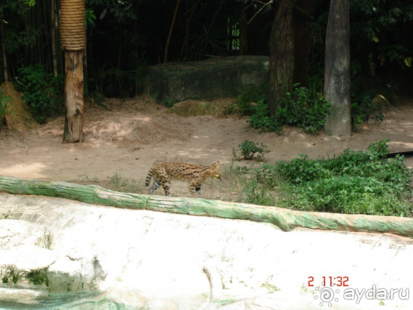 "Паттайская" осень 2013