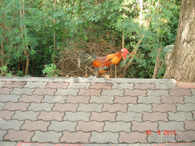 "Паттайская" осень 2013