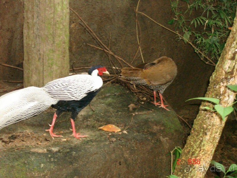 "Паттайская" осень 2013