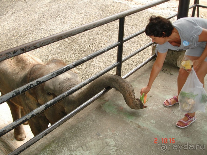 "Паттайская" осень 2013