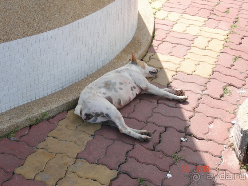 "Паттайская" осень 2013