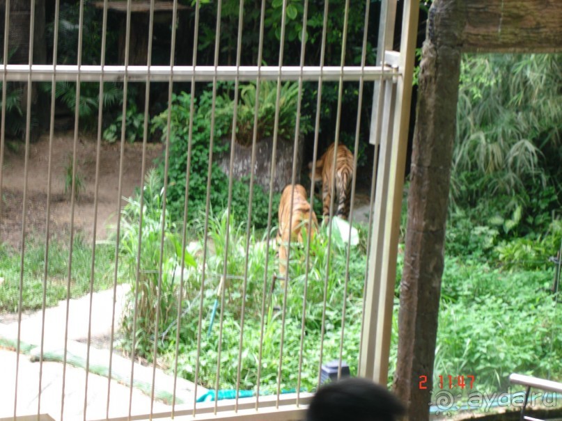 "Паттайская" осень 2013