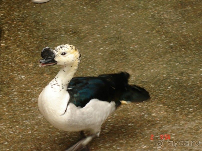 "Паттайская" осень 2013