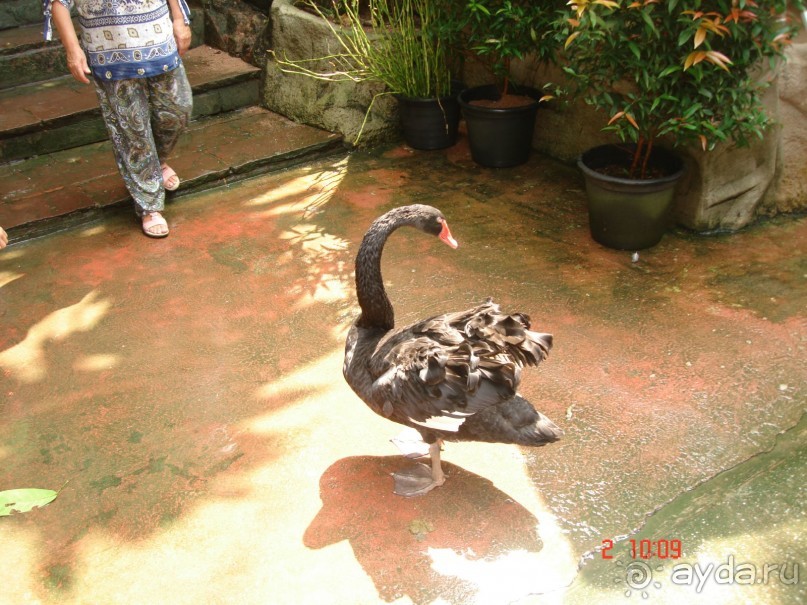 "Паттайская" осень 2013