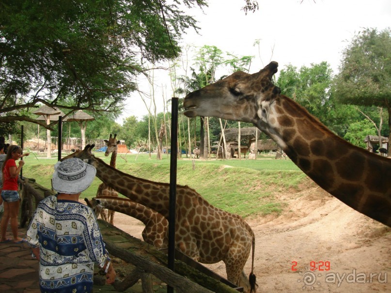 "Паттайская" осень 2013