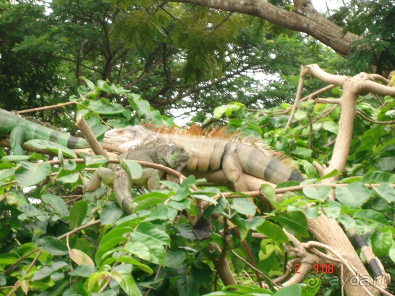 "Паттайская" осень 2013