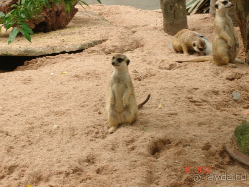 "Паттайская" осень 2013